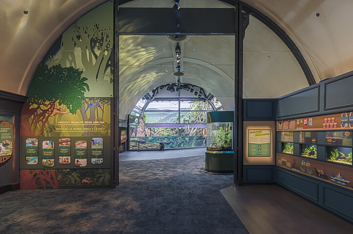 Shedd- Amazon and Arapaima_171